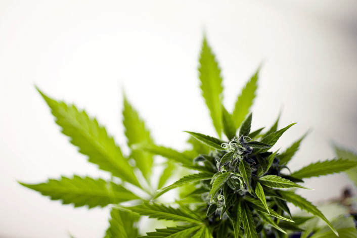 Le 5 cose da sapere per aprire un Franchising di Cannabis