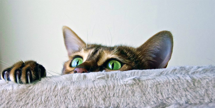 aprire-un-negozio-per-animali-costi-idee.jpg