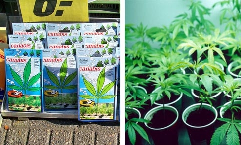 Aprire un Grow Shop, requisiti e costi – Guida Completa