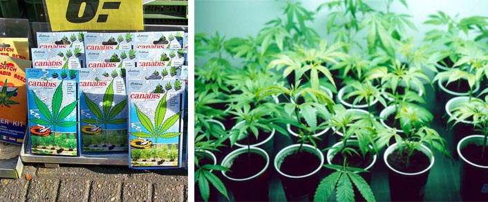aprire grow shop
