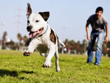 Come aprire una pensione per cani.