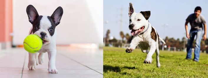 aprire pensione per animali