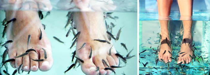 come aprire fish predicure garra rufa