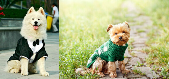 Franchising Abbigliamento Cani