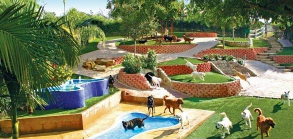 Aprire una pensione o un resort per cani