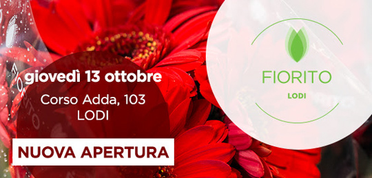 nuova apertura fiorito lodi