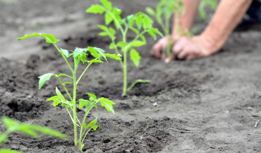 Inventarsi un lavoro con la terra