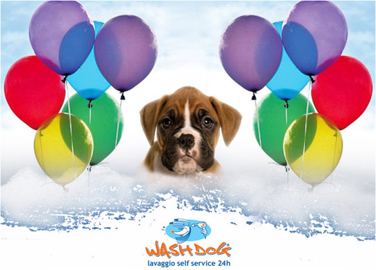washdog nuova apertura