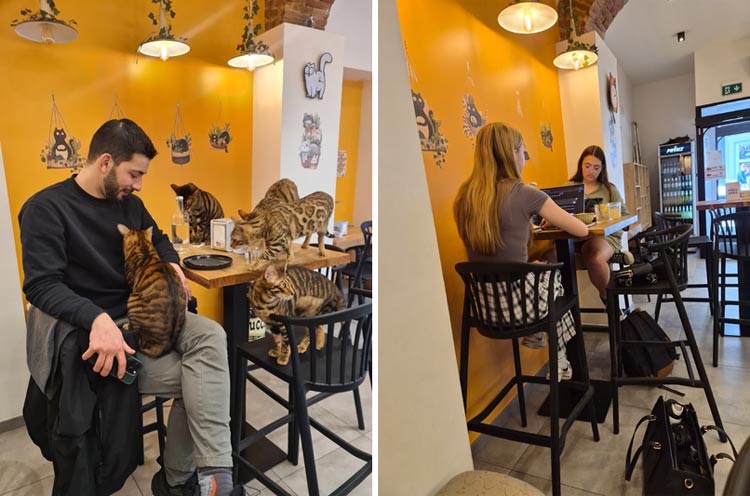 purr-franchising-cat-cafe-2.jpg