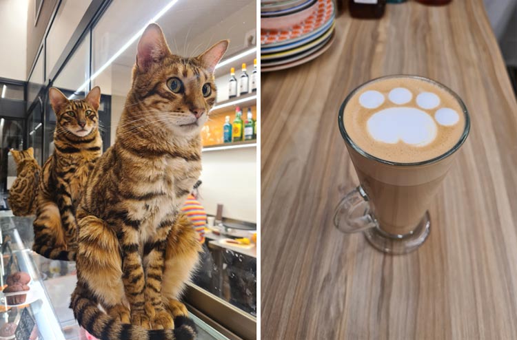 purr-franchising-cat-cafe-4.jpg